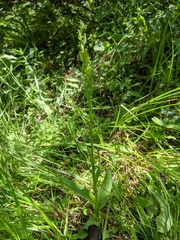 Platanthera aquilonis