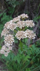 Conioselinum scopulorum