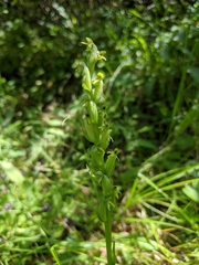 Platanthera aquilonis