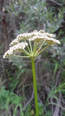 Conioselinum scopulorum