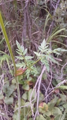 Conioselinum scopulorum