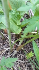Conioselinum scopulorum