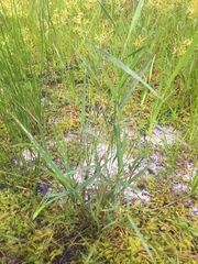 Amphicarpum muehlenbergianum