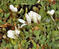 Trifolium monanthum monanthum