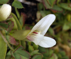 Trifolium monanthum monanthum