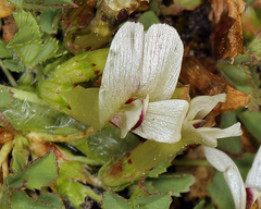 Trifolium monanthum monanthum