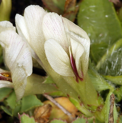 Trifolium monanthum monanthum