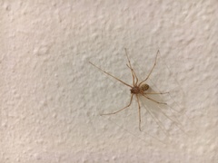 Scytodes univittata