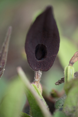 Aristolochia bracteosa