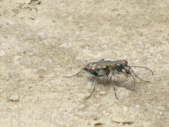 Cicindela senilis