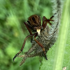 Diogmites basalis