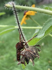 Diogmites basalis