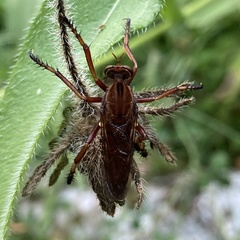 Diogmites basalis