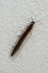 Cleidogonidae
