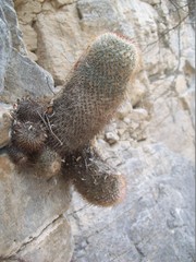 Mammillaria dixanthocentron