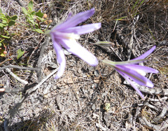 Brodiaea leptandra