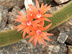 Cleistocactus winteri