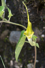 Aristolochia pringlei