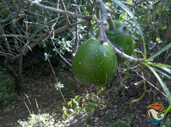 Cascabela thevetioides