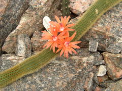 Cleistocactus winteri