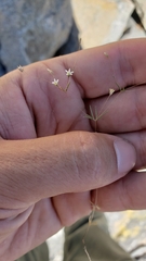 Linanthus harknessii