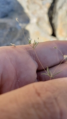 Linanthus harknessii