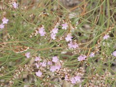 Limonium virgatum