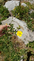 Potentilla gracilis fastigiata