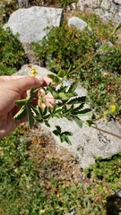 Potentilla gracilis fastigiata
