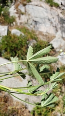 Potentilla gracilis fastigiata