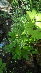 Micranthes micranthidifolia