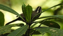 Basileuterus melanotis