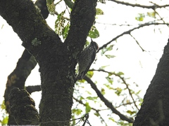 Dryobates stricklandi