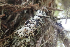 Hypogymnia rugosa
