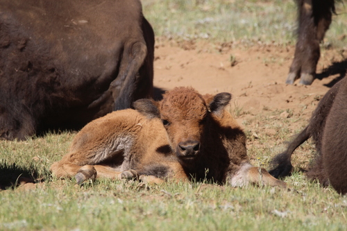 American Bison photographed in Arizona