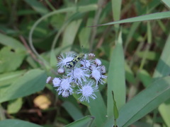 Tanyochraethes smithi