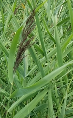 Phragmites australis