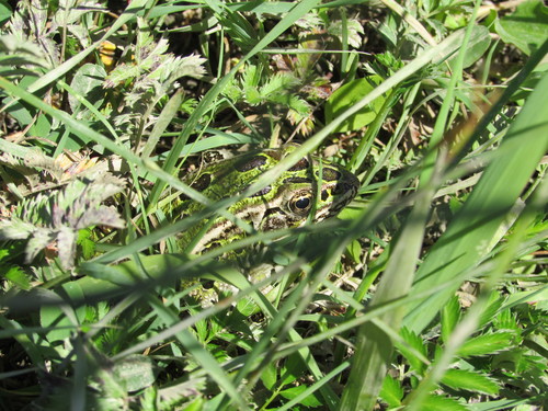 Northern Leopard Frog photographed in Montana