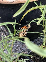 Danaus plexippus