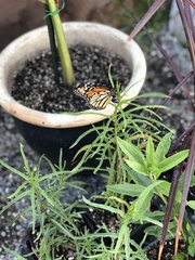 Danaus plexippus