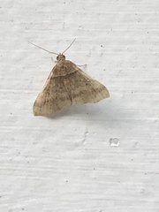 Phalaenophana pyramusalis