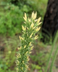 Liatris bridgesii