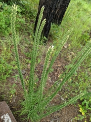 Liatris bridgesii