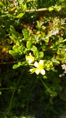 Roepera billardierei