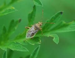 Stictopleurus minutus