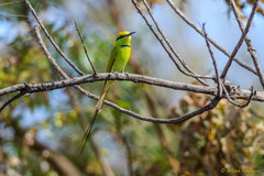 Merops viridissimus