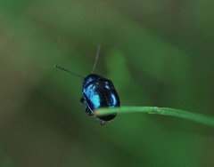 Colasposoma dauricum