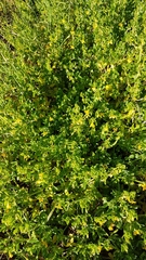 Roepera billardierei