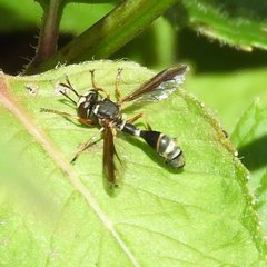 Physocephala marginata