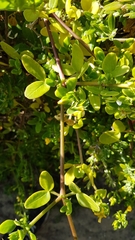 Roepera billardierei